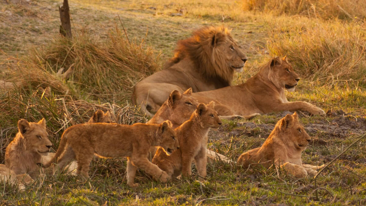 Manada de leones.