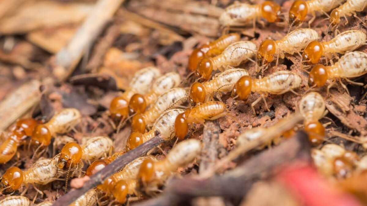Grupo de termitas comen madera.