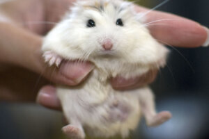 ¿Cómo reconocer si un hamster es macho o hembra?