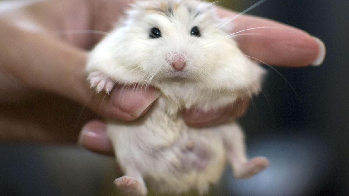 ¿Cómo reconocer si un hamster es macho o hembra?