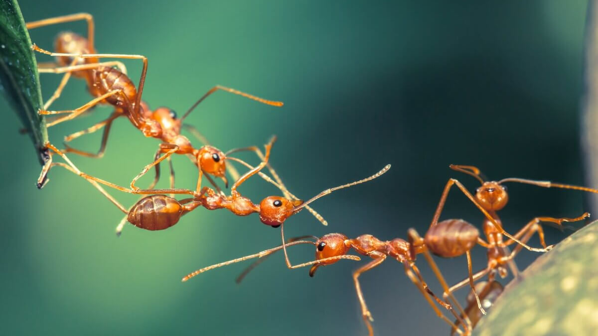 Hormigas crean un puente en equipo. 