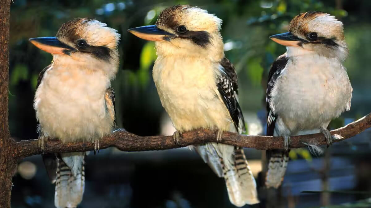 Tres kookaburras sobre la rama de un árbol. 