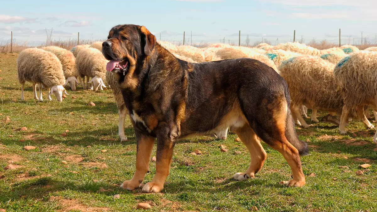 Mastín español.