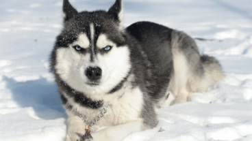 ¿Los «huskies» son agresivos? Conoce su carácter