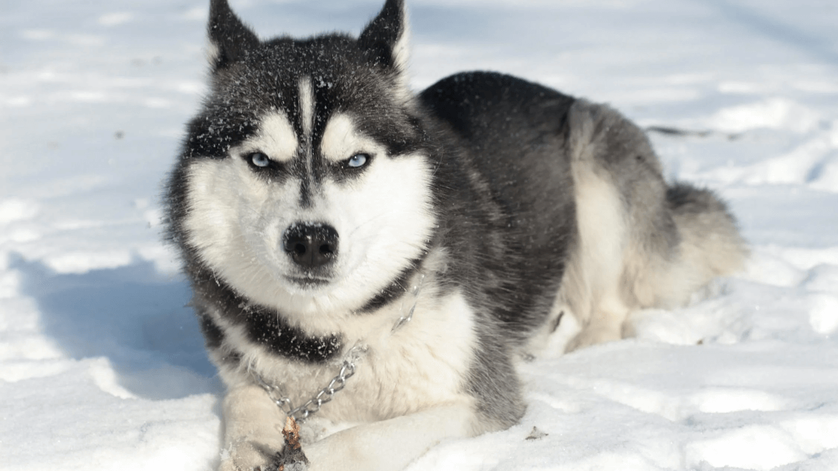 Los «huskies» son agresivos? Conoce su carácter