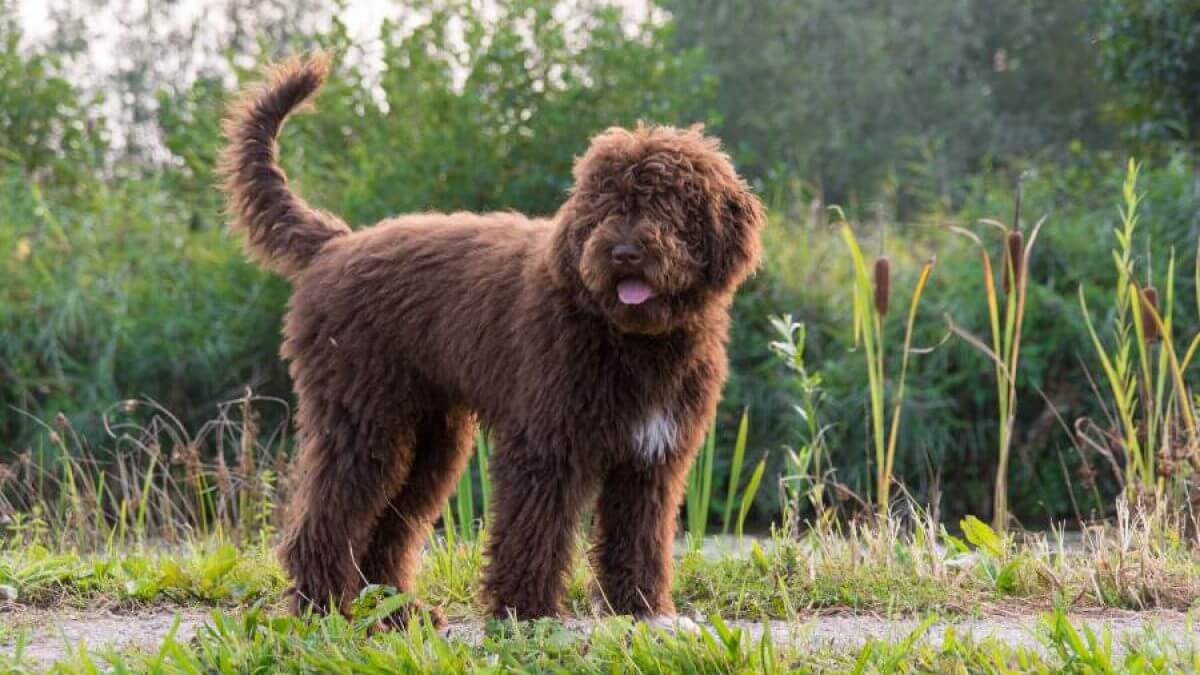 Perro de agua español.