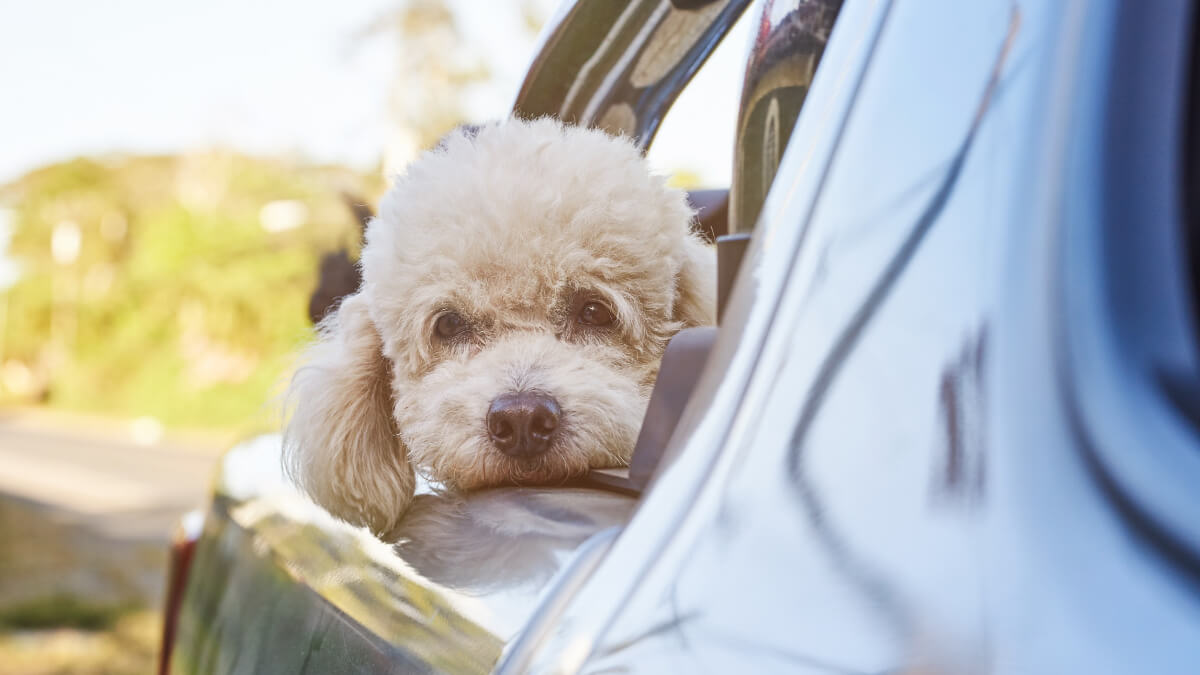 Perro asomado en la venta de un atomóvil. 