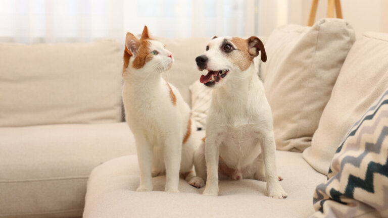 Consejos para mejorar la calidad de vida de tu mascota