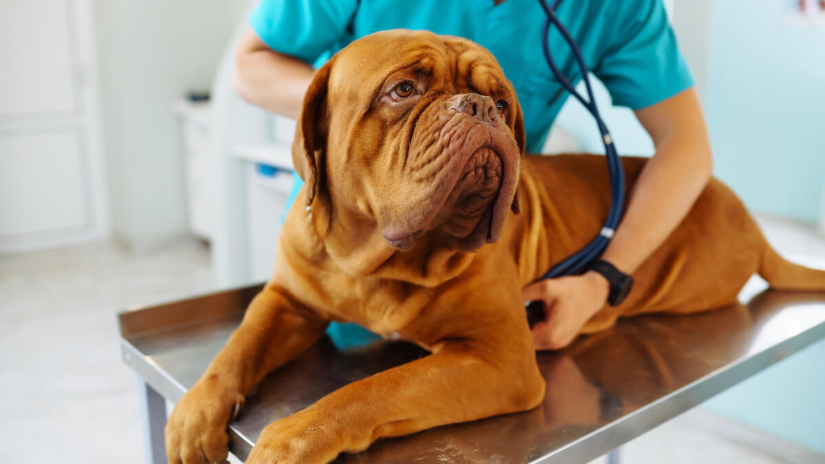 Perro en el veterinario