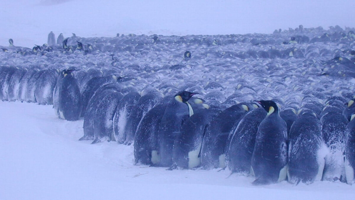 Pingüinos emperador machos juntos, para protegerse del frío. 