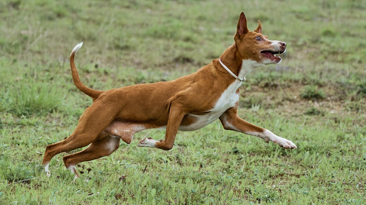 Podenco andaluz.