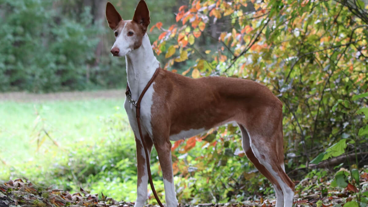 Podenco canario.