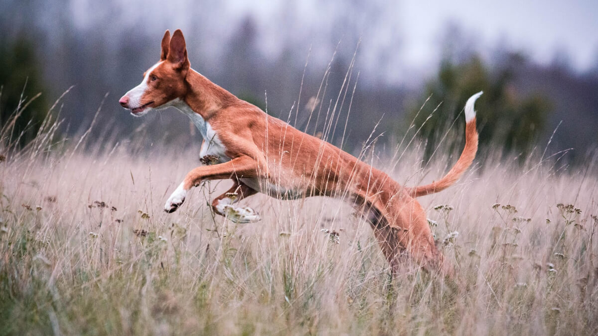 Podenco ibicenco. 