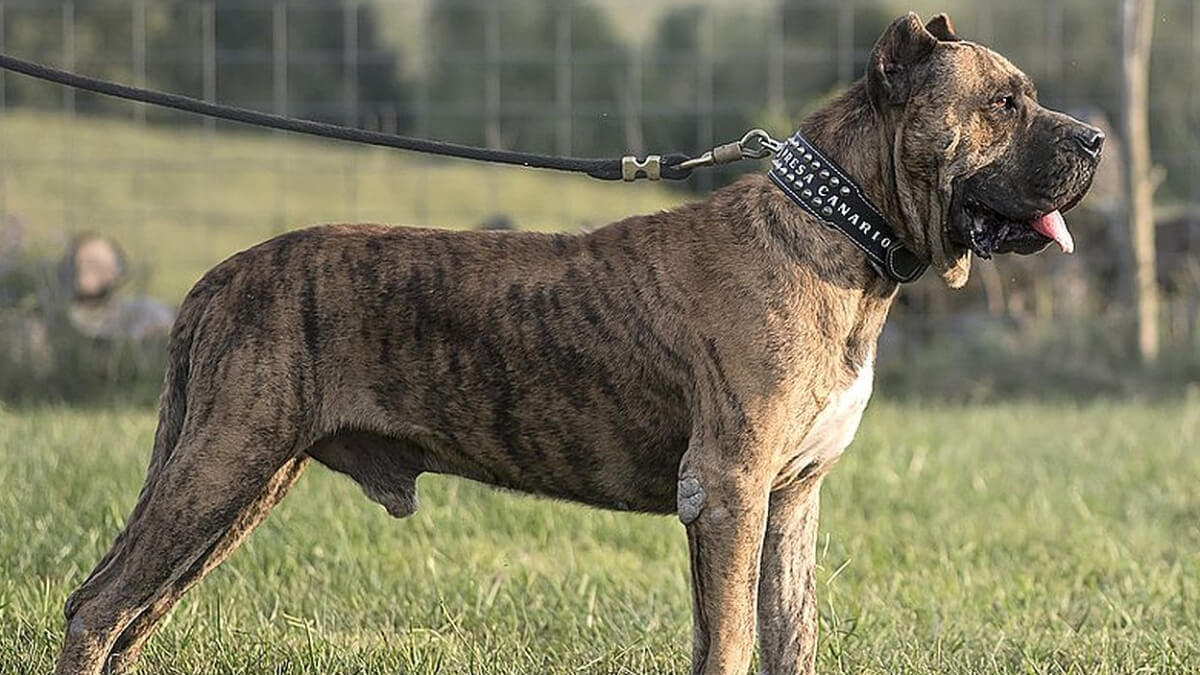 Presa canario. 