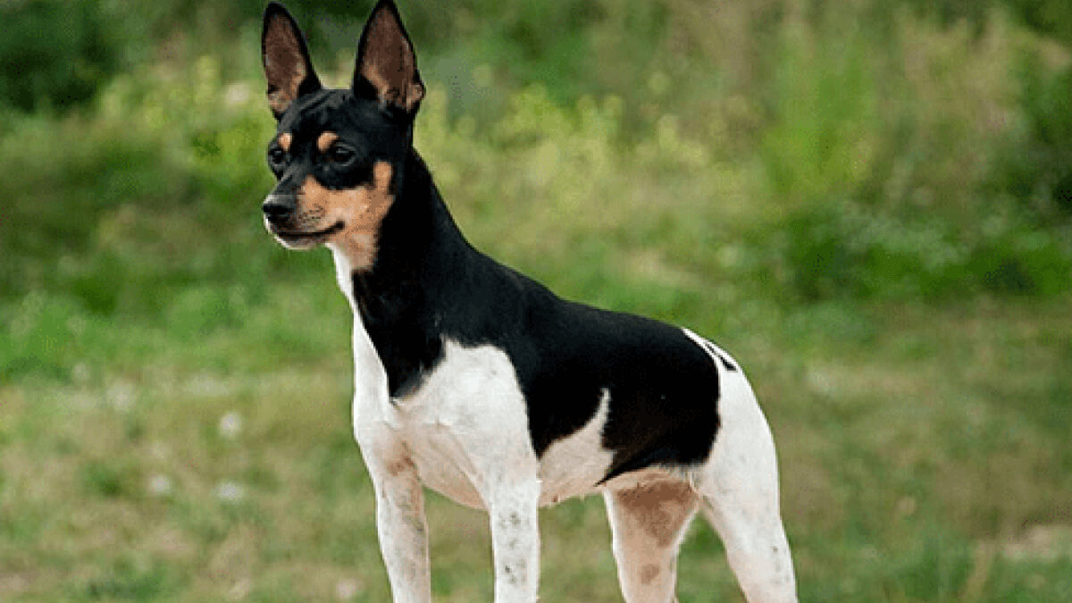 Ratonero valenciano.