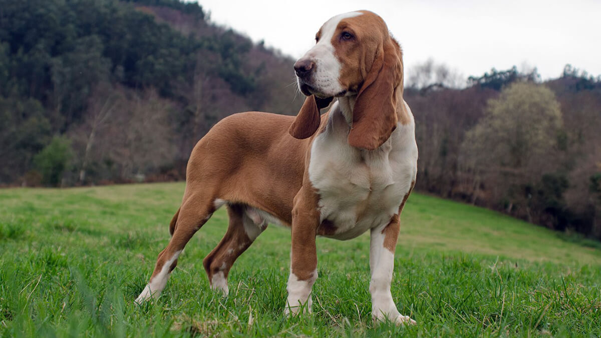 Sabueso español.