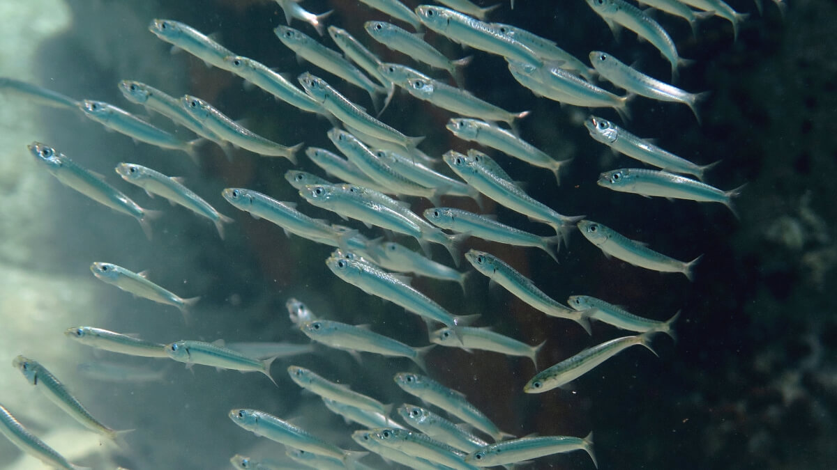 Sardinas europeas.