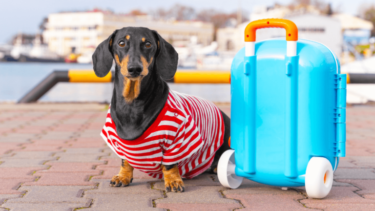 5 consejos para viajar con tu mascota de forma segura