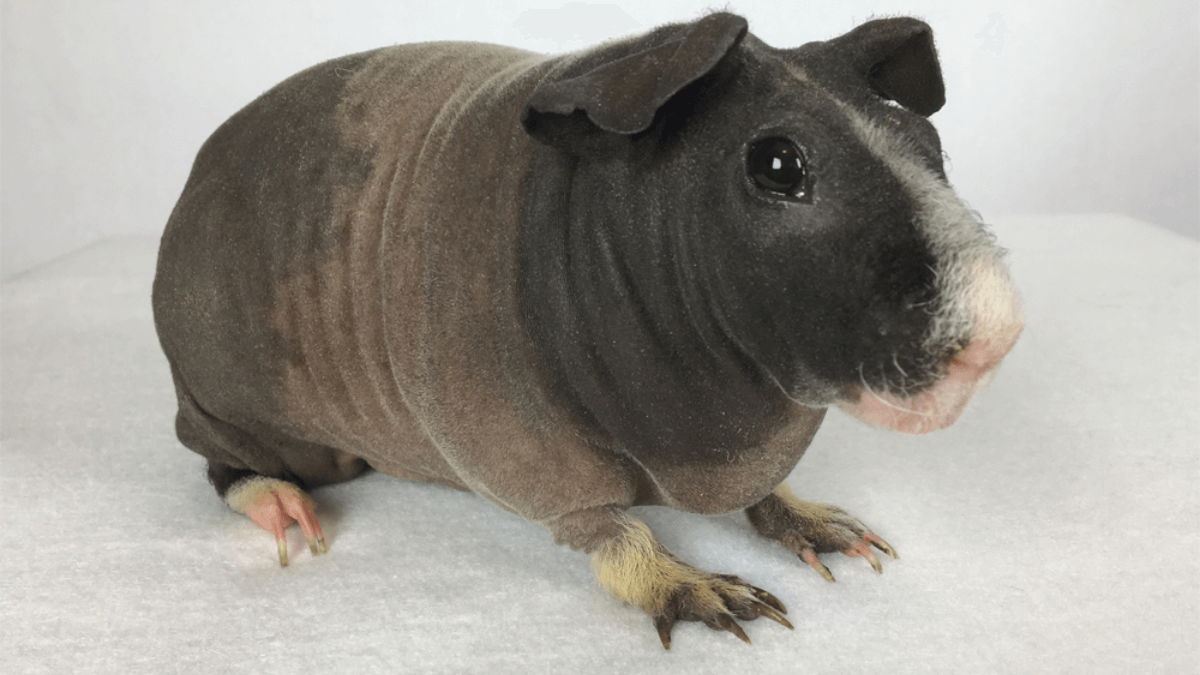 Cobaya skinny