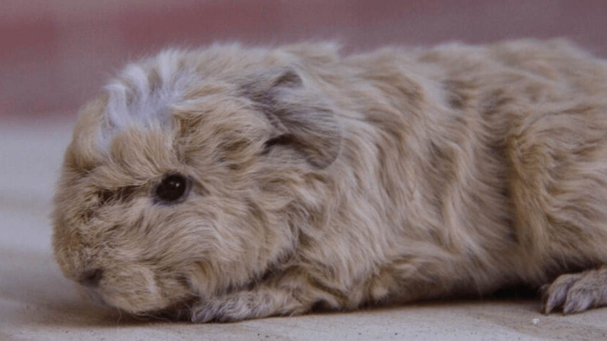 Cobaya merino