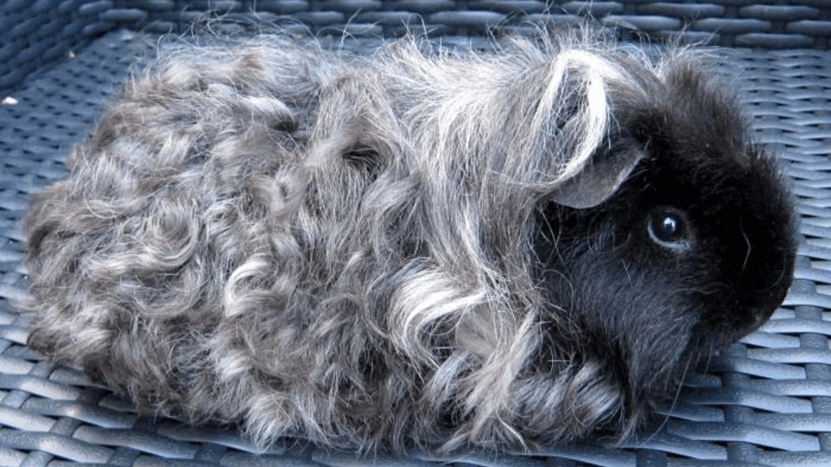 Cobaya texel