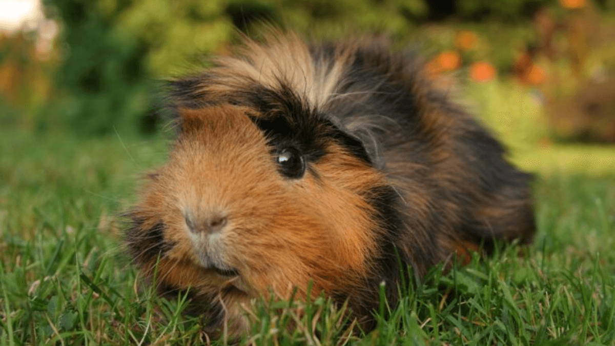Cobaya abisinia