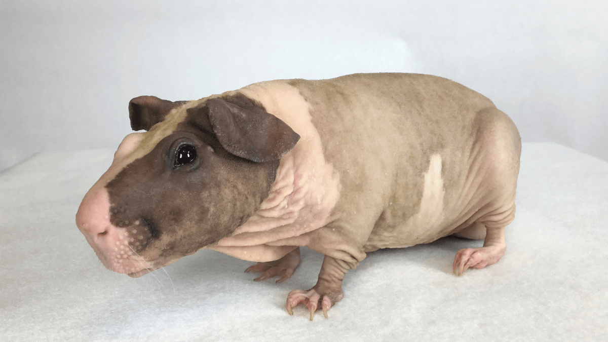 Cobaya baldwin