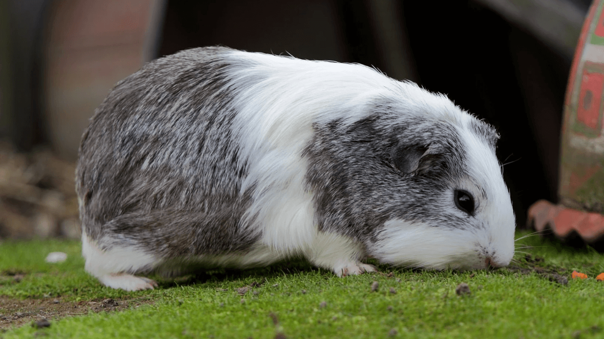 Cobaya americana