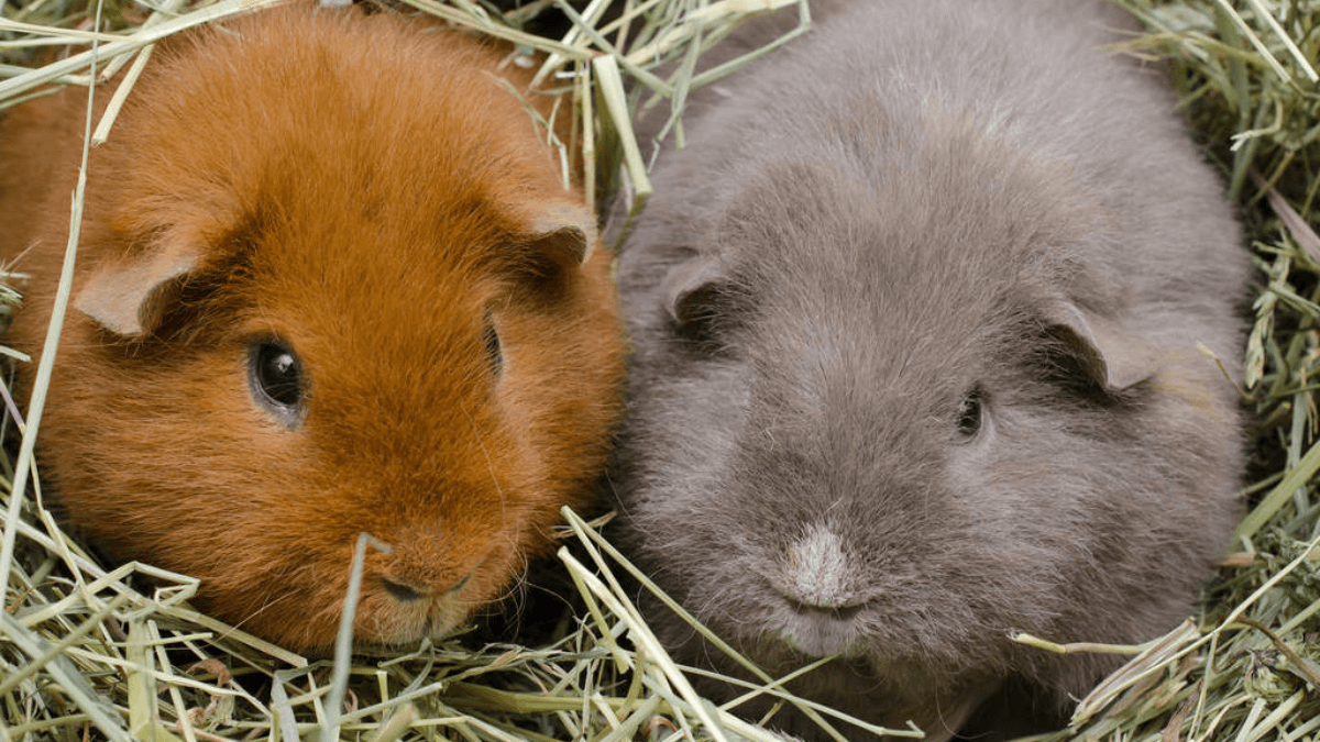 Cobaya teddy