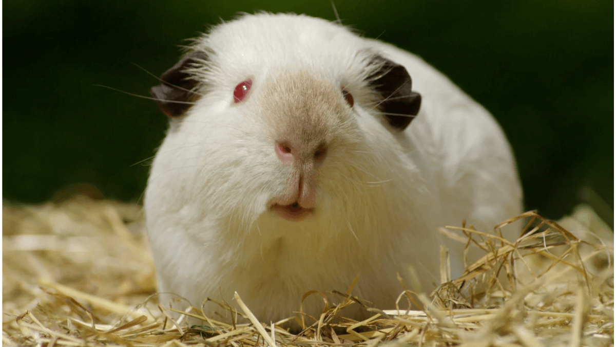 Cobaya himalaya