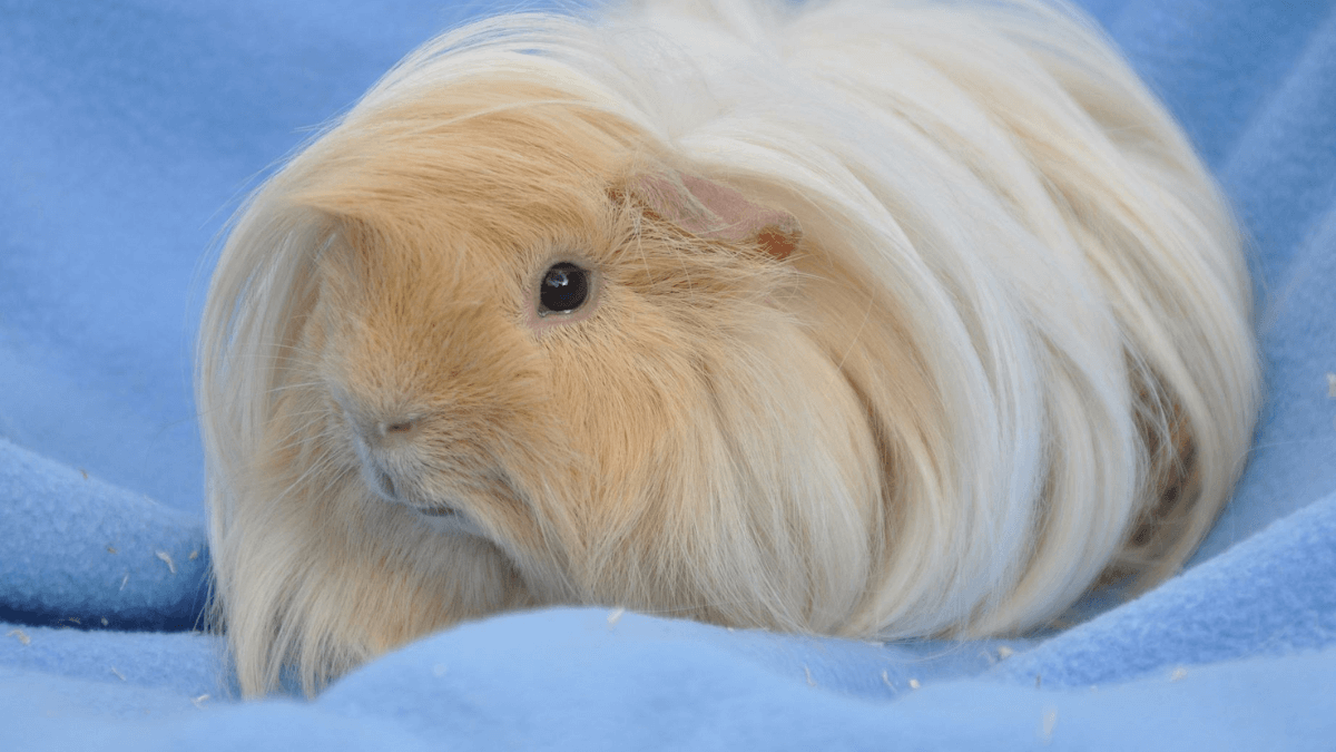 Cobaya peruana
