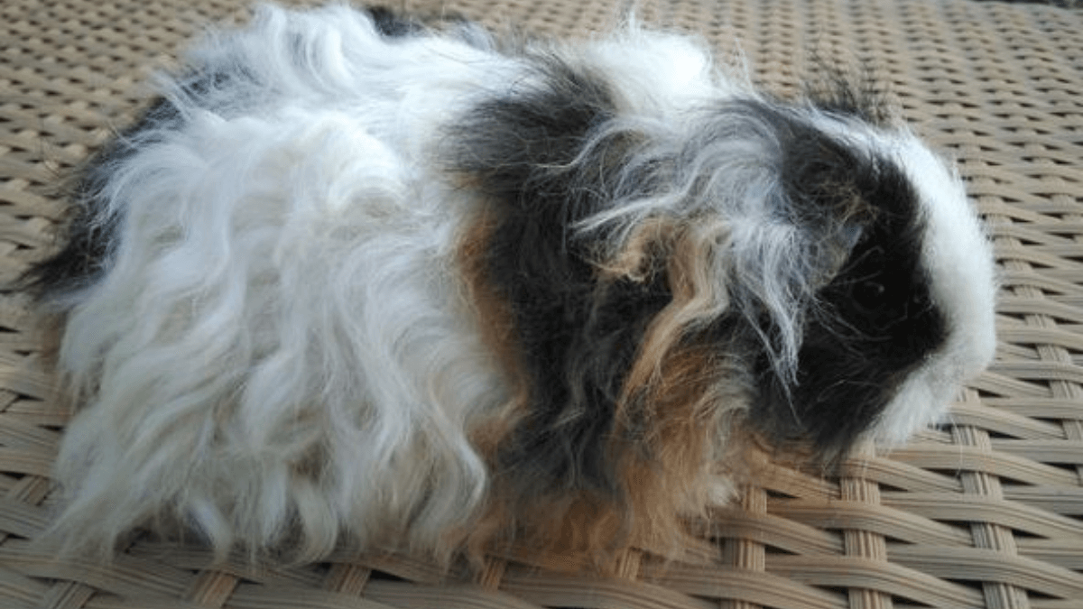 Cobaya alpaca