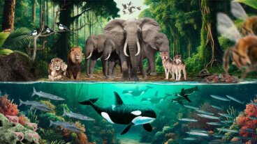 Más allá de las hormigas: 20 animales que trabajan en equipo