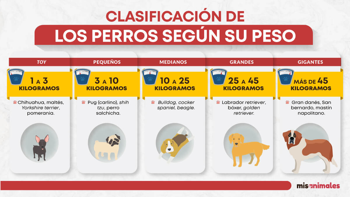 Infografía sobre la clasificación de los perros según su peso