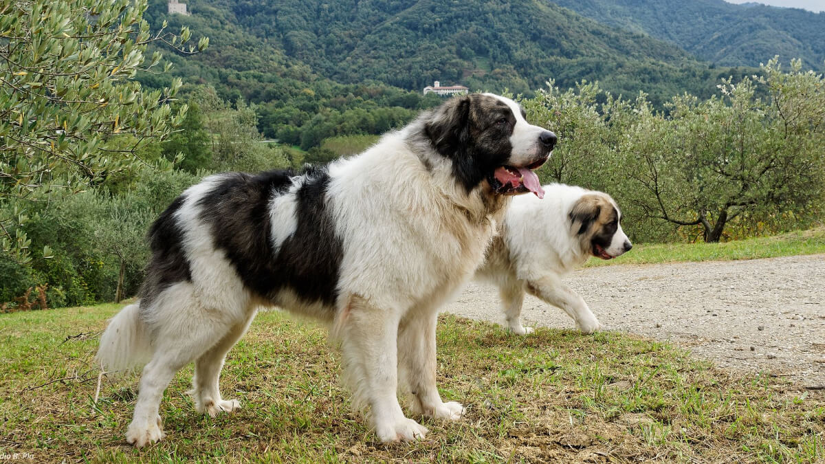 Mastín del Pirineo. 