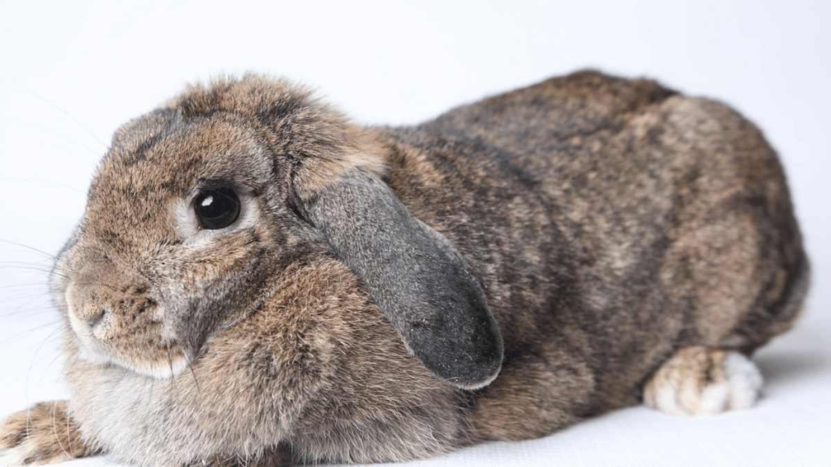 conejo holland lop