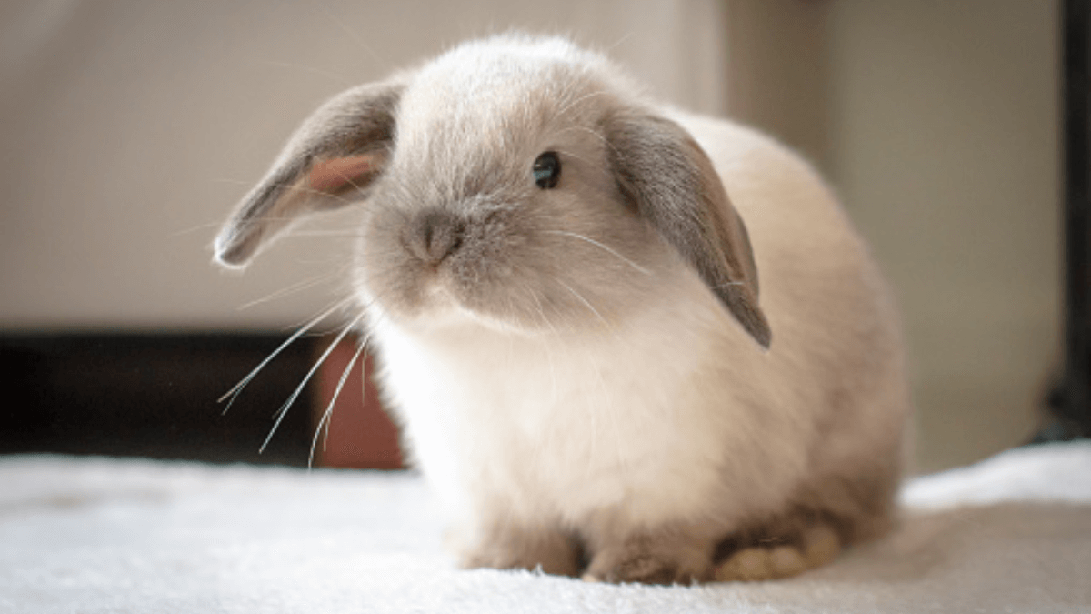 mini lop