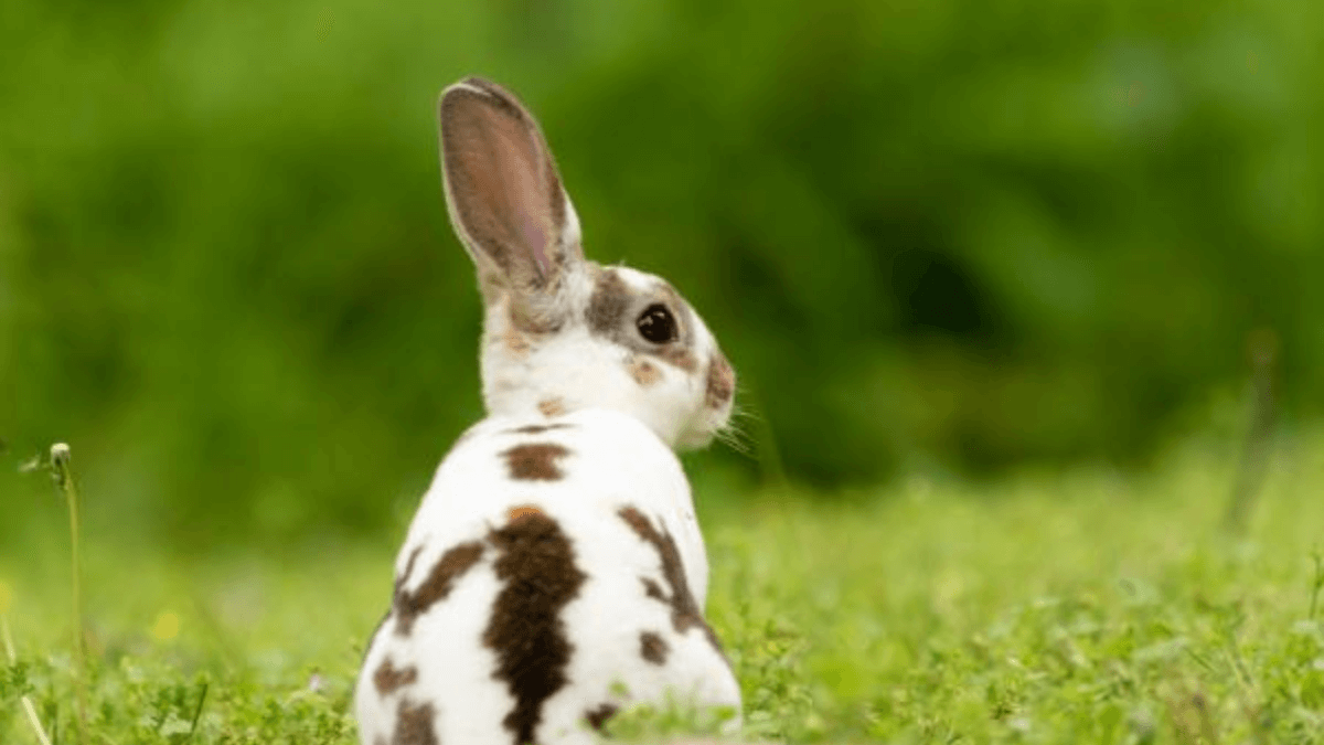 conejo mini rex