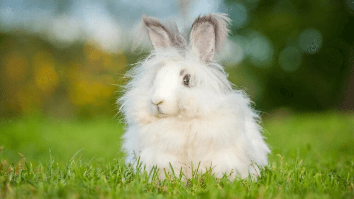 conejo angora inglés toy