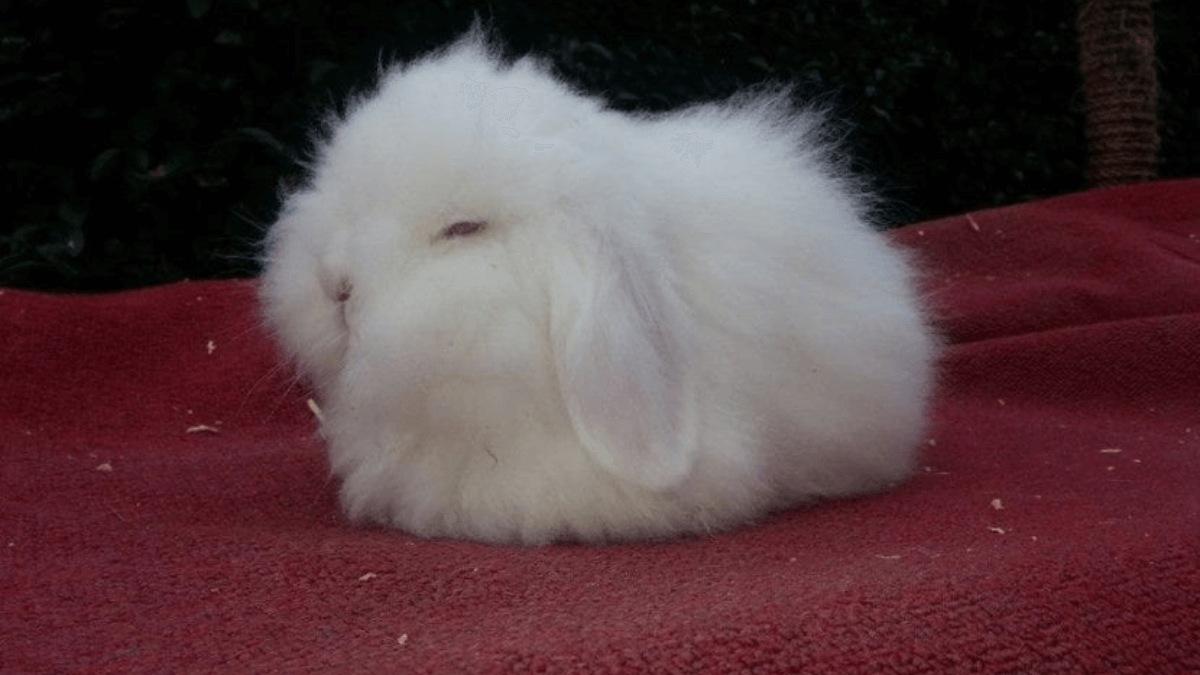 conejo mini lion lop