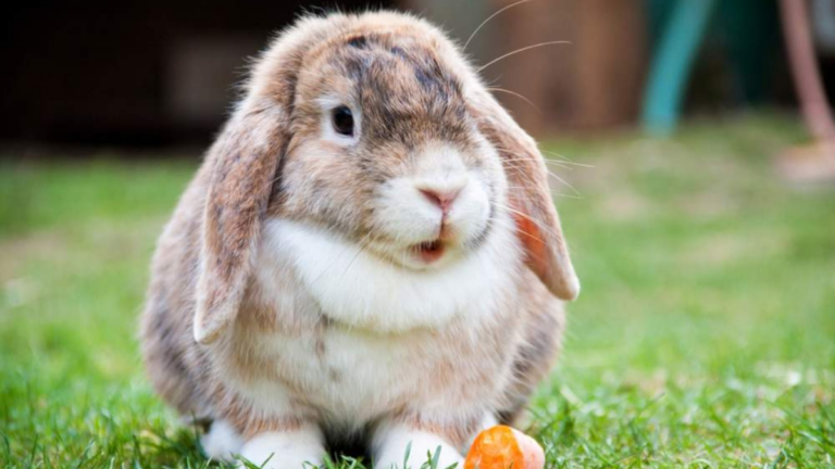 Razas de conejos enanos o «toy» para tener como mascota