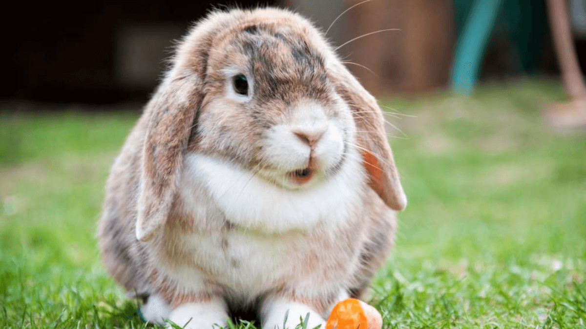 Razas de conejos enanos o toy para tener como mascota