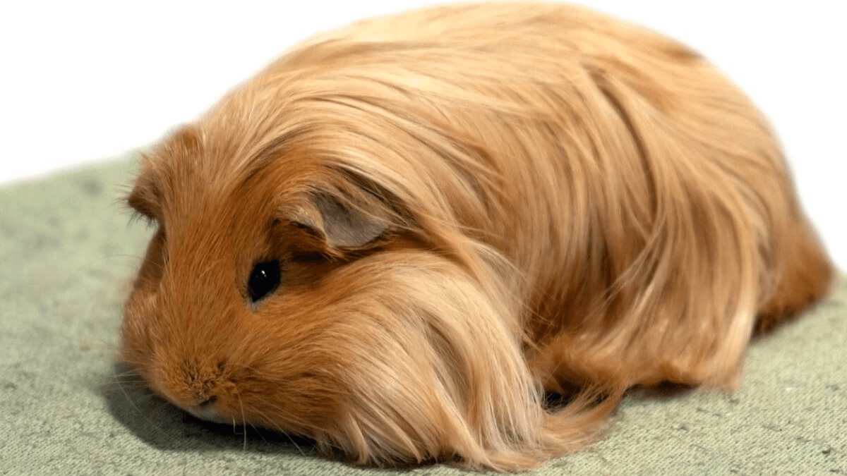 Cobaya sheltie