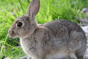 ¿Cómo es tener un conejo de mascota? Ventajas y desventajas