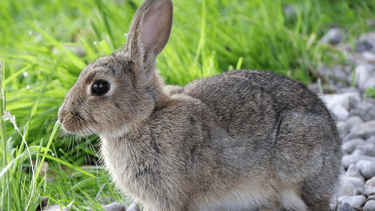 ¿Cómo es tener un conejo de mascota? Ventajas y desventajas