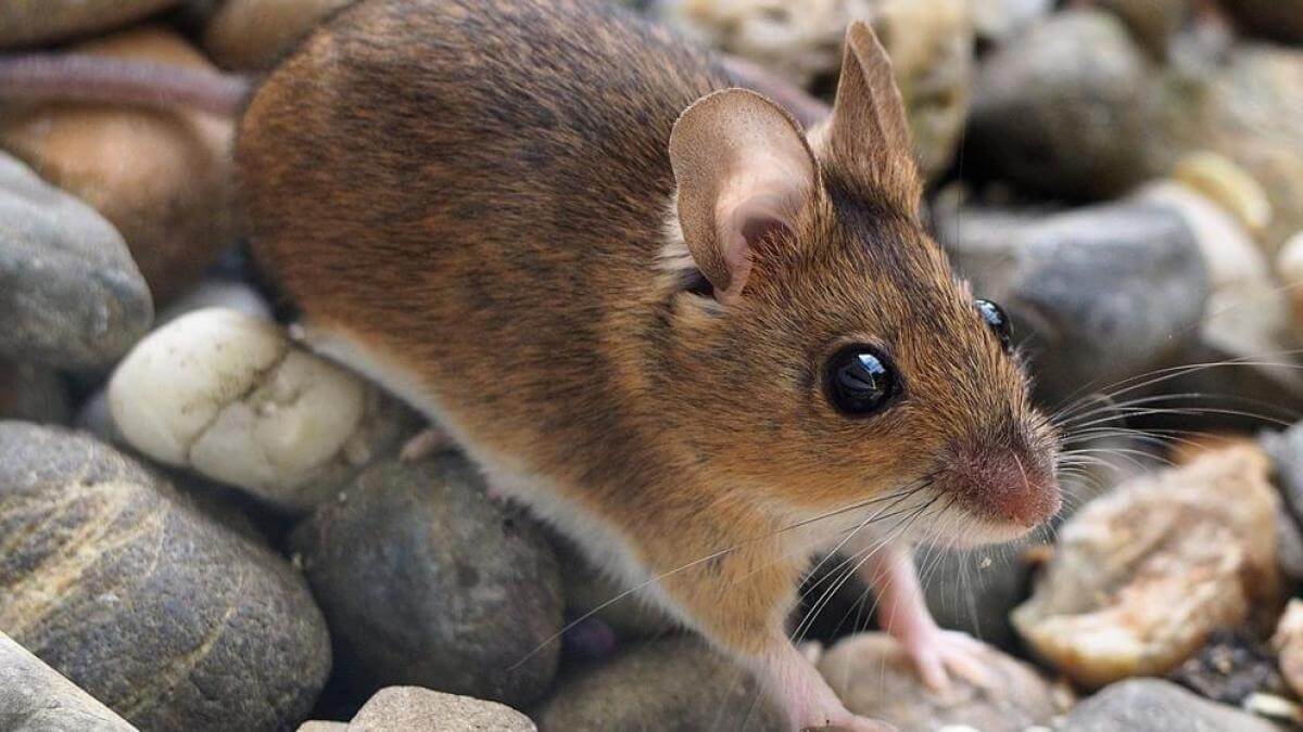 Ratón de campo sobre piedras.