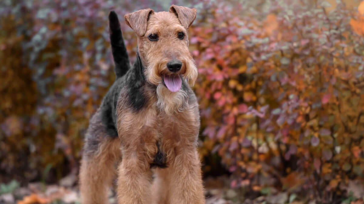 Airdale terrier al aire libre.