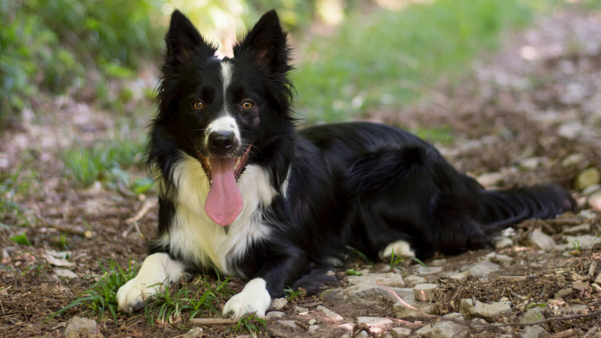 Border collie recostado al aire libre.