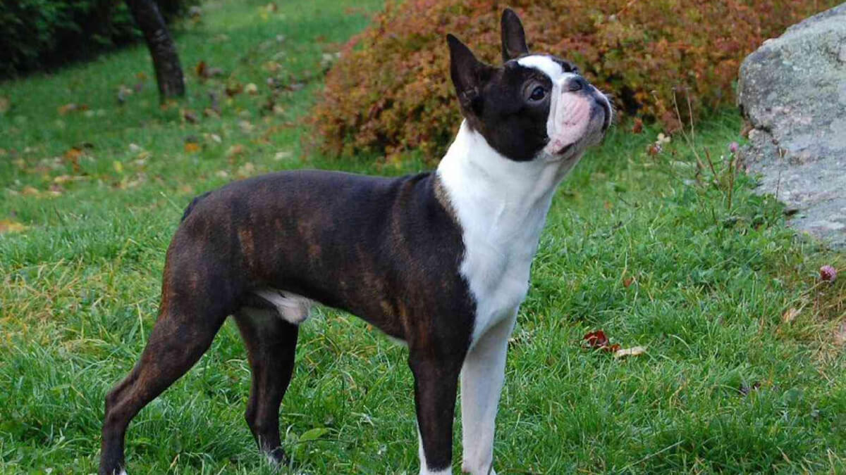 Perro boston terrier en medio de la naturaleza.
