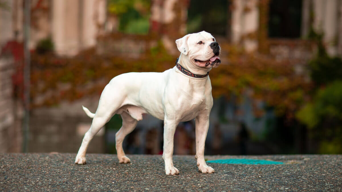 Bulldog americano con correa en la calle.